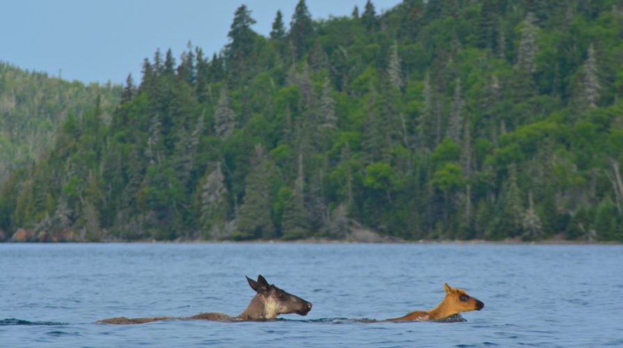 caribou swimming slate islands