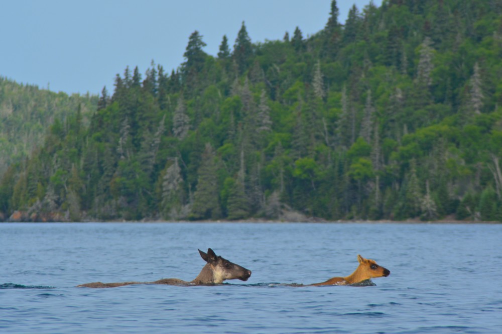 caribou swimming slate islands