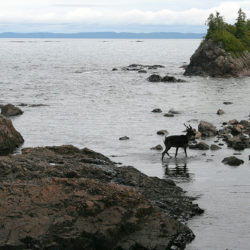 Caribou siting on Michipicoten Island