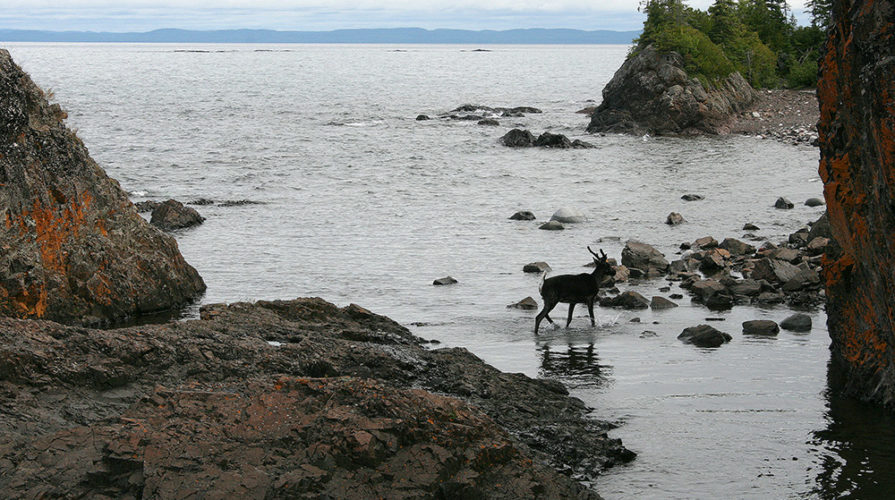 Caribou siting on Michipicoten Island