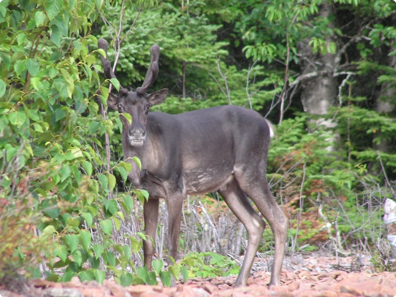 Caribou