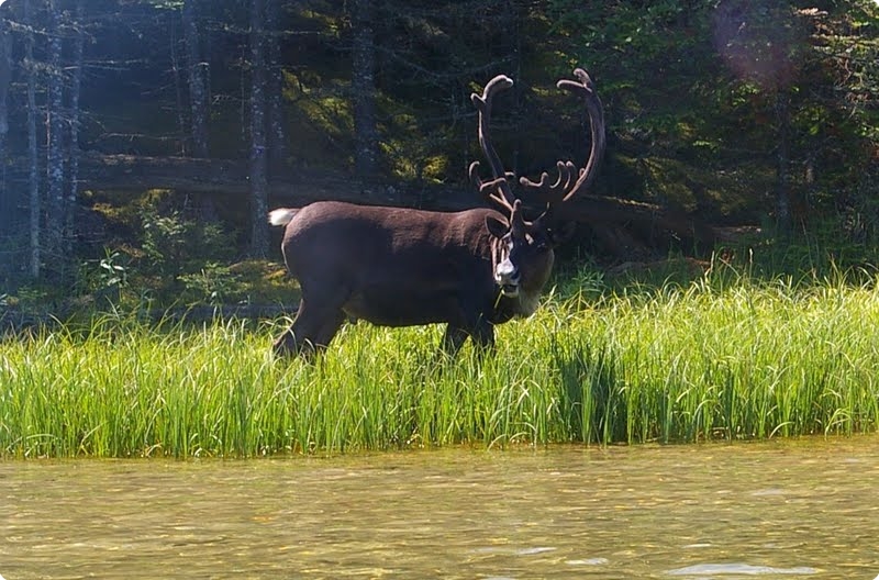 Caribou on Slates