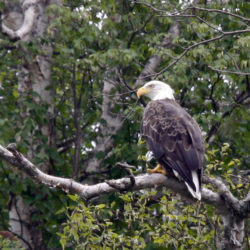 bald eagle siting