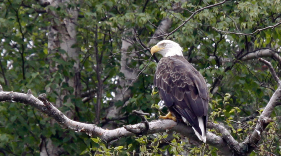 bald eagle siting